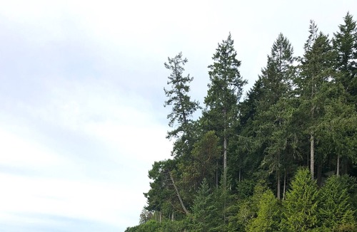 Burley House | Harstine Island Getaway