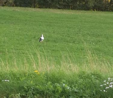 Borre Apartment | Havehøjegaard