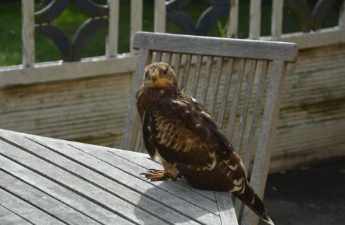 Borre Apartment | Havehøjegaard