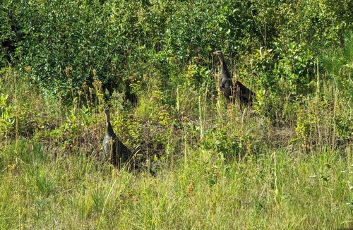 Moscow House | Hawk's NestnEntire 1650 Sqft lower level.