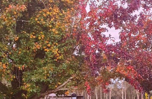 Blaxlands Ridge Cabin | Hawkesbury Haven - Rural Retreat