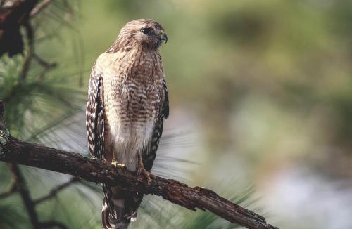 Crawfordville Apartment | Hawks Nest Loft