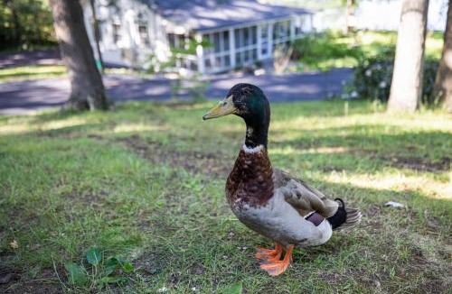 Saylorsburg House | Heatherbell, A Lakeside Retreat