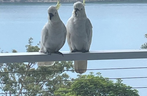 Avalon Beach House | Heavenly Avalon Sunseeker