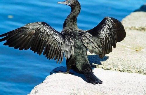 Tin Can Bay House | Hemingways and Hemingway' apartment