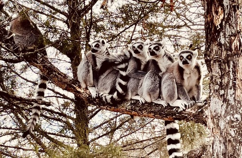 Henryetta Cabin | Hickory Ridge Cabin - Lemurs, Zebras, Hot Tub, Hiking