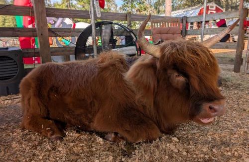 Putnam Hall House | Highland Cow Sanctuary Farmhouse Stay