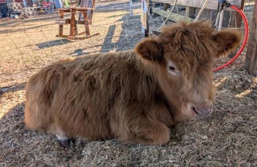 Putnam Hall House | Highland Cow Sanctuary Farmhouse Stay