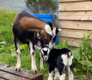 Onich Bed & Breakfast | Highland Croft B&B