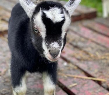 Onich Bed & Breakfast | Highland Croft B&B