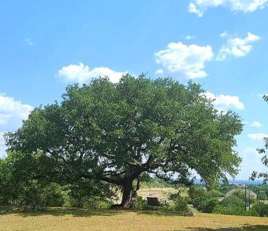 Spring Branch House | Hill Country Haute n Haus Relax and Renew
