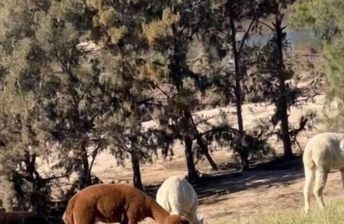 Yarramundi Cabin | Hill Top Tiny River House