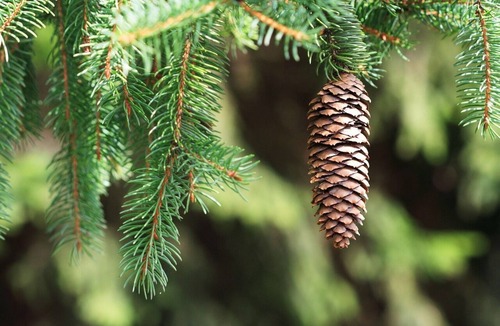 Baker City House | Historic Downtown Mansion has it all!