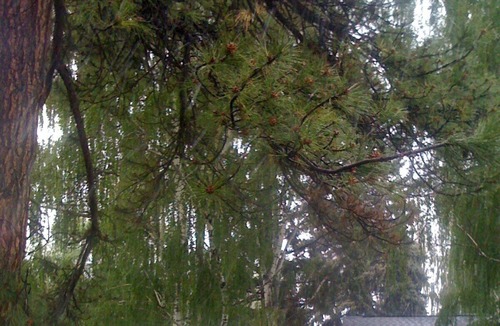 Baker City House | Historic Downtown Mansion has it all!