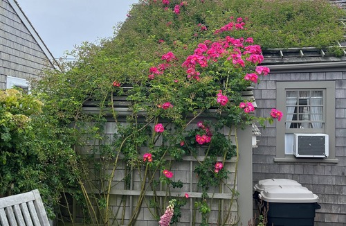 Siasconset Cottage | Historical Rose Covered Cottage with Ocean View