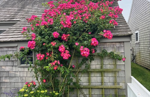 Siasconset Cottage | Historical Rose Covered Cottage with Ocean View