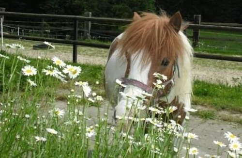 Durrenroth Apartment | Holiday flat Muessache