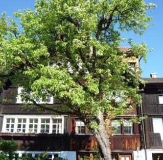 Wienacht-Tobel House | Holiday Home Appenzell House by Interhome