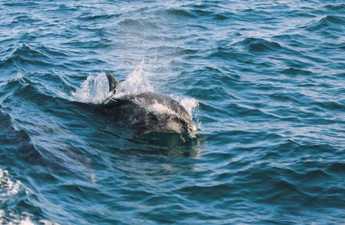 Tan-y-groes House | Holiday Home Golygfa by Interhome