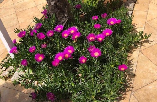 Barbariga House | Holiday house Barbariga