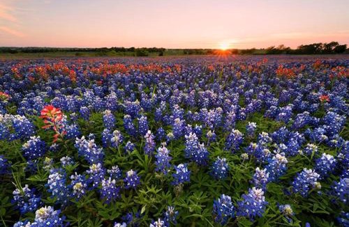 Waxahachie Hotel | Holiday Inn Express & Suites Waxahachie by IHG