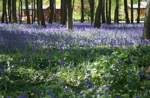 Ryther Cabin | Hollicarrs - Stag Lodge