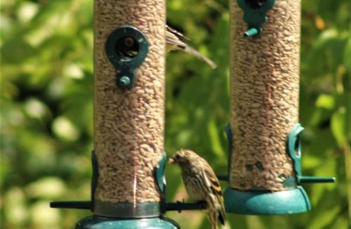 Ryther Cabin | Hollicarrs - Stag Lodge