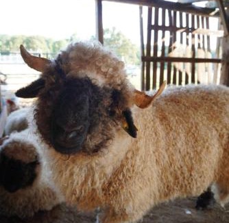 Champagnac-la-Riviere House | Home in Champagnac La Riviere with shared pool