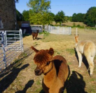 Champagnac-la-Riviere House | Home in Champagnac La Riviere with shared pool