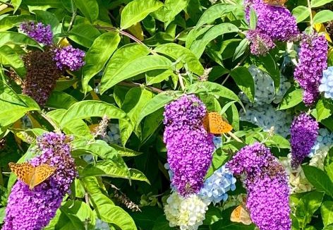 Champagnac-la-Riviere House | Home in Champagnac La Riviere with shared pool