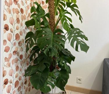 Bourroches Apartment | Home Lyla