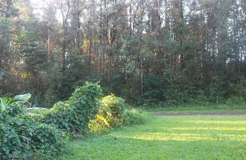 Kapoho House | Home Sweet Home