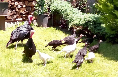 Juncalas Apartment | Homerez - Apartment in Juncalas, Mountain View