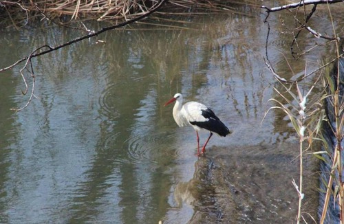 Castelseras House | Homerez - Spacious house with fireplace in Castelserás