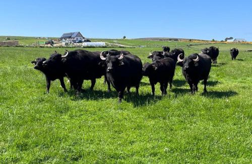 Forres House | Honeysuckle Straw Bale Cabin