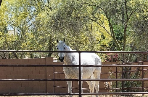 Pinnacle Peak House | Horse-Centric Home in North Scottsdale!