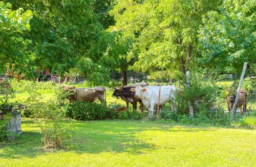 Marble Falls House | Horses Welcome: Marble Falls Home w/Grill!