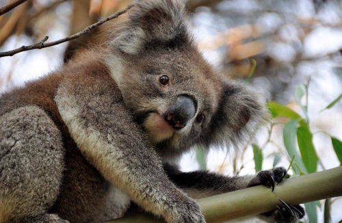 Apollo Bay Hostel | Hostel ∙ 8 guests