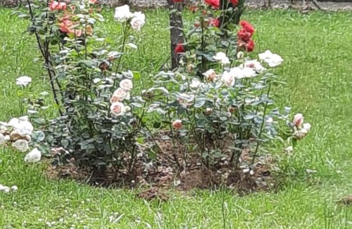 Barbotan-les-Thermes Hotel | Hostellerie de La Roseraie