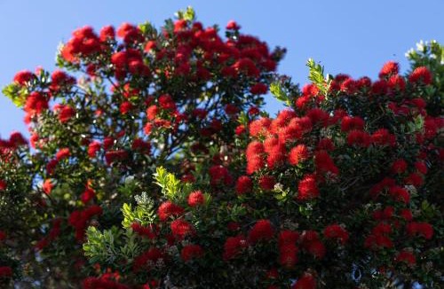 Hot Water Beach Apartment | Hot Water Hideaway