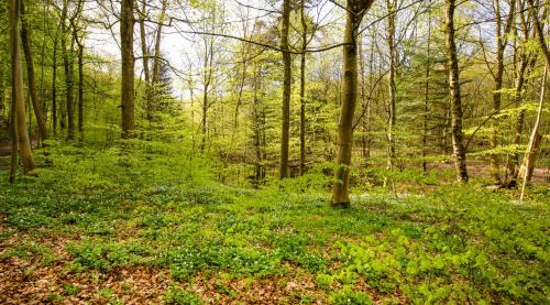 Hobro Hotel | Hotel Amerika