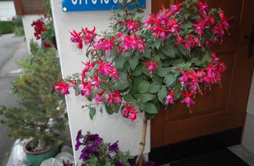 Zuzwil House | Hotel Pension Im Dorf