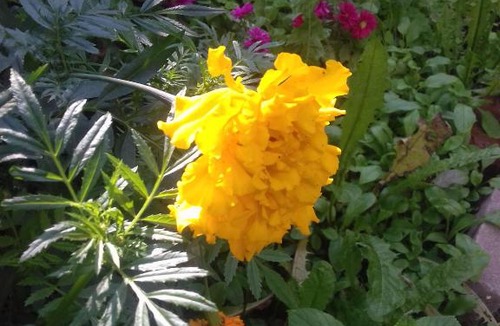 Nizhniy Novgorod City Centre House | Hotel U Domika Petra