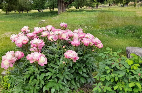 Forcalquier House | House Forcalquier Hte Provence, comfortable well equipped, full nature