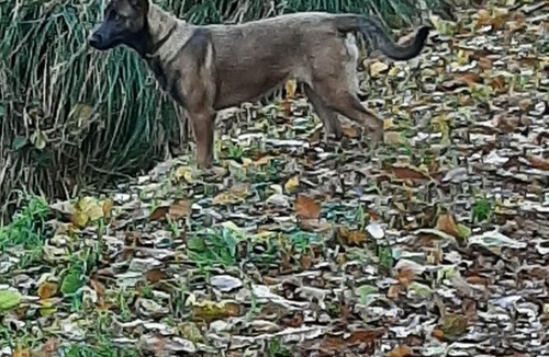 Saint-Thual House | House