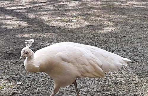 Saint-Thual House | House