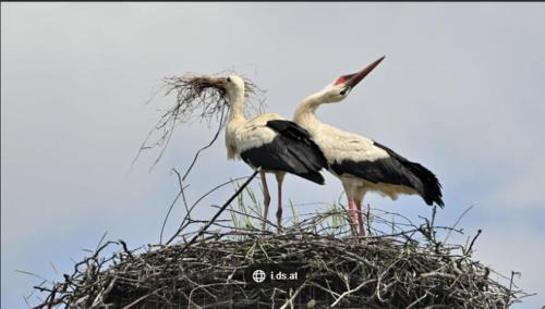 Riedseltz Villa | House MayFa