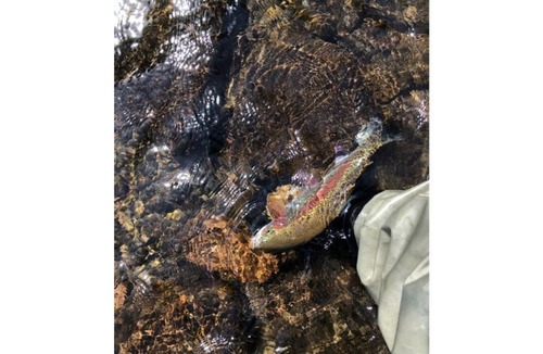 Leaburg House | House on the River. It doesn't get any better