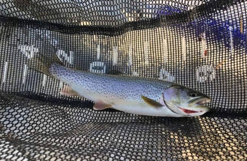 Leaburg House | House on the River. It doesn't get any better