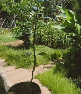 Denpasar Timur House | Humble Wooden House Bali
